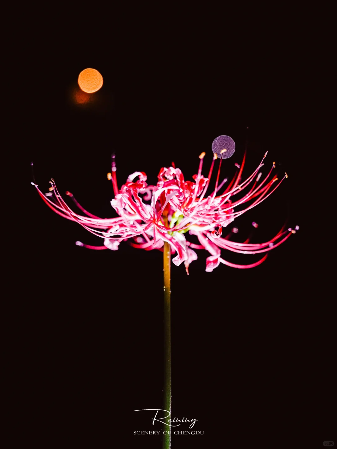 暗夜里的彼岸花是妖艳杀手🌺丨附拍摄技巧