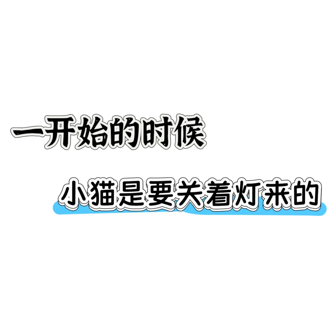 🐦‍⬛🐱 | 害羞小猫