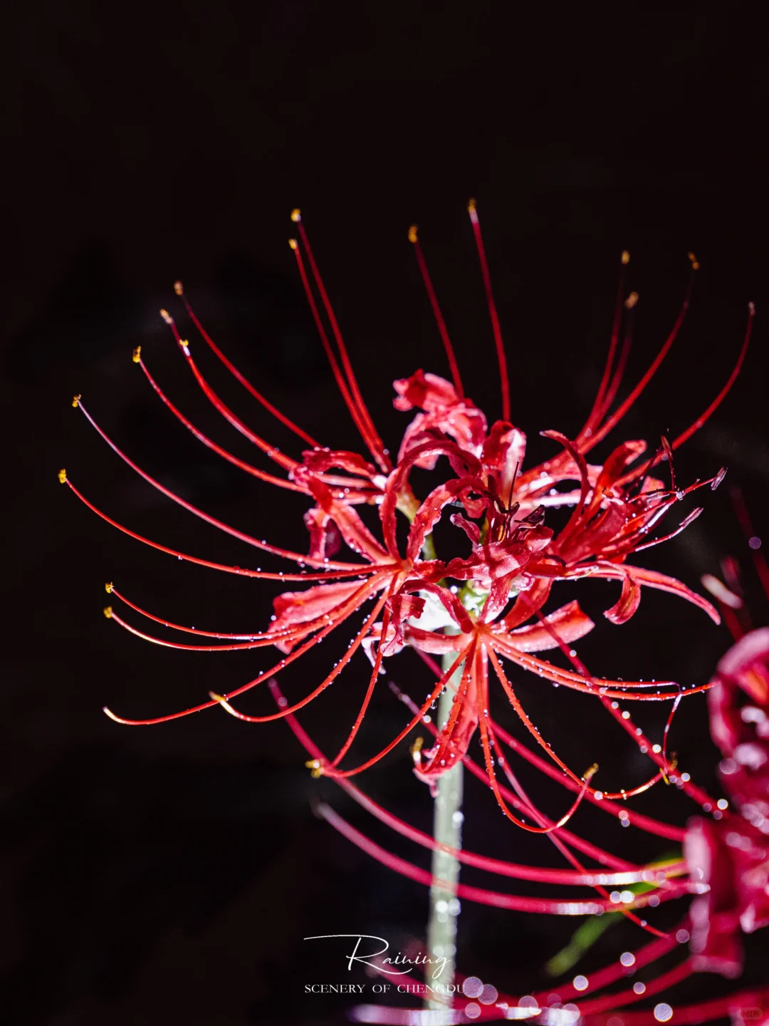 暗夜里的彼岸花是妖艳杀手🌺丨附拍摄技巧