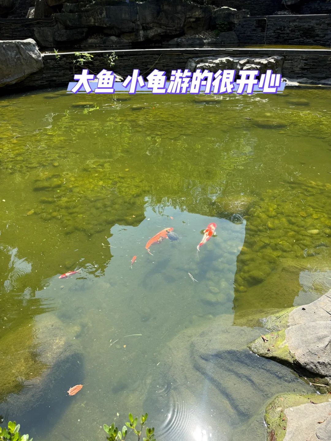 业主本人、因看中新房，8月之前想赶紧售出
