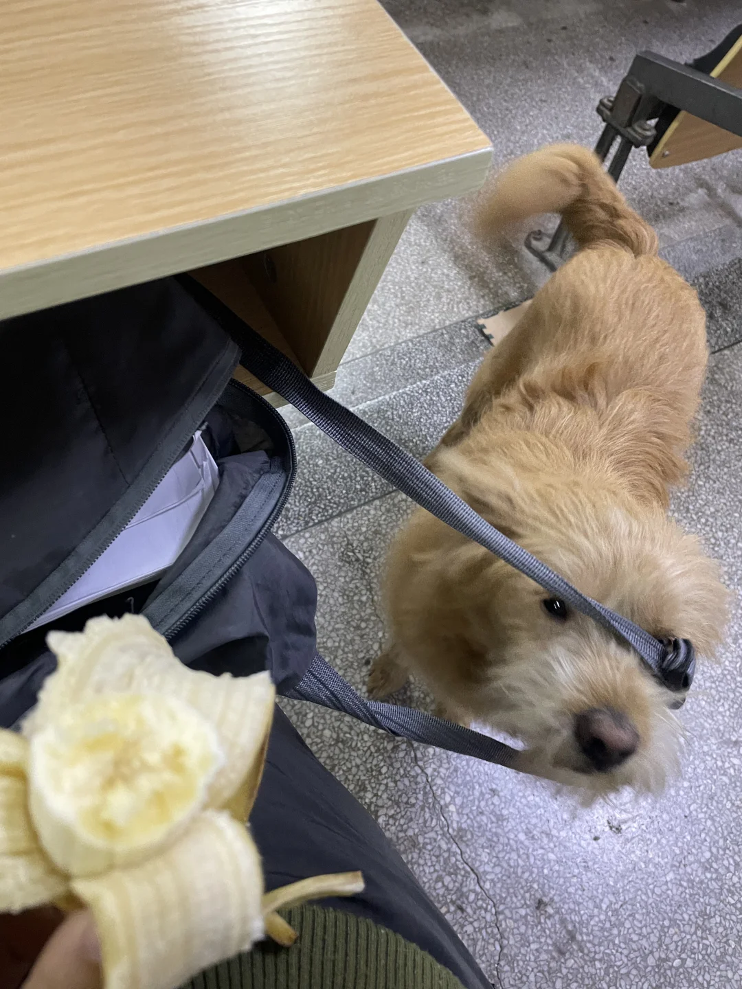 sāo 狗