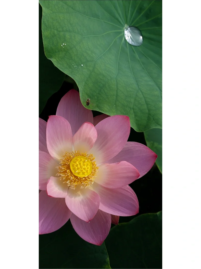 老法师说荷花是摄影三俗之一(o^^o)