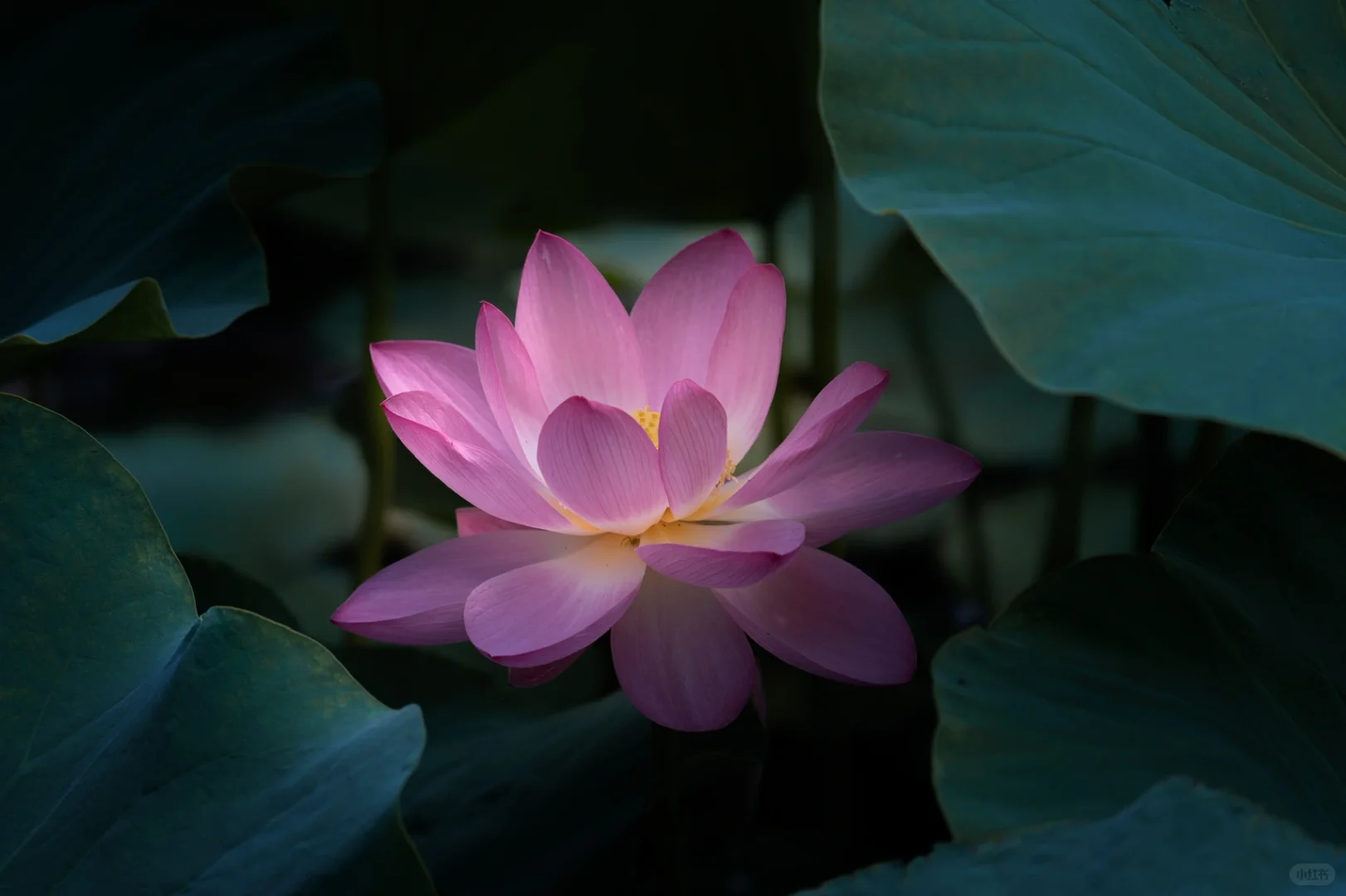 老法师说荷花是摄影三俗之一(o^^o)
