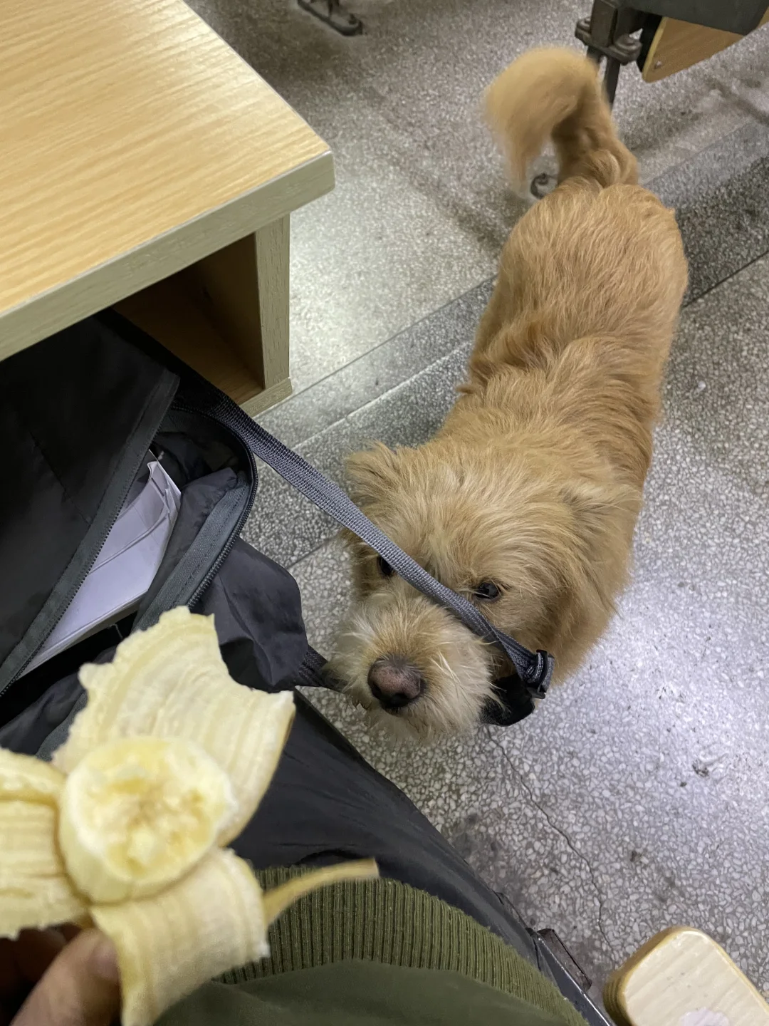 sāo 狗