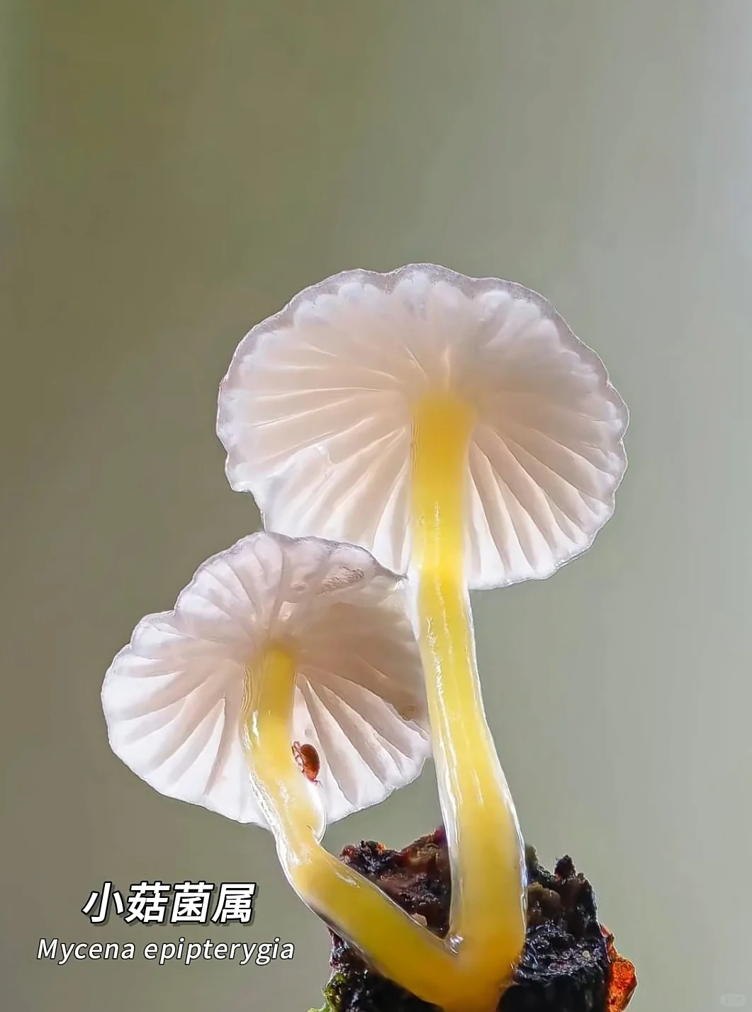看看夺命妖艳的蘑菇你认识几个