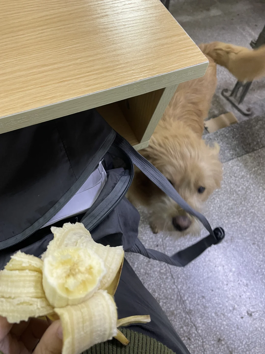 sāo 狗