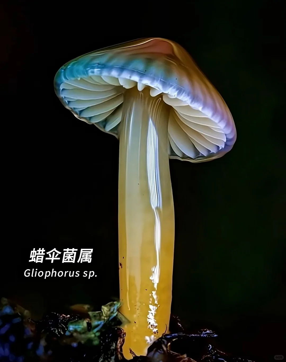 看看夺命妖艳的蘑菇你认识几个