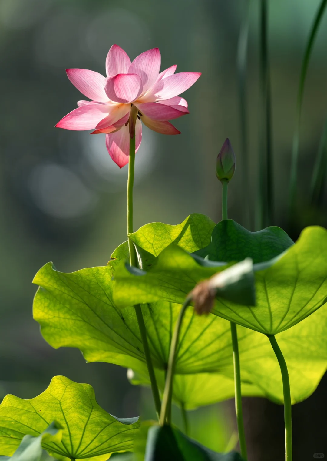 老法师说荷花是摄影三俗之一(o^^o)