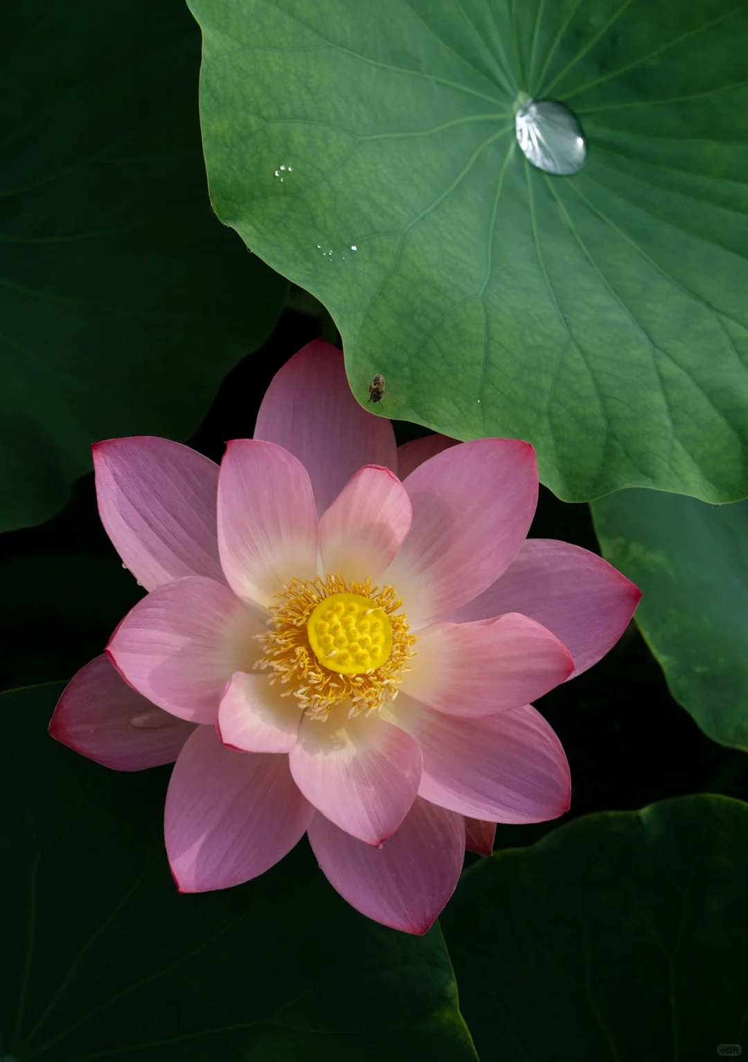 老法师说荷花是摄影三俗之一(o^^o)