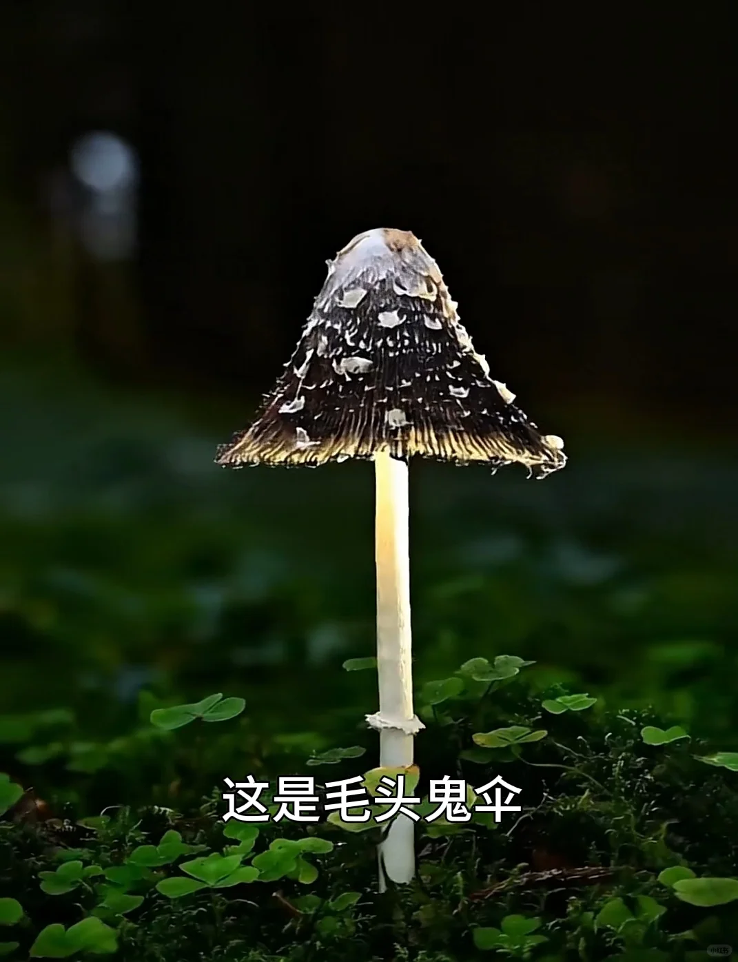 看看夺命妖艳的蘑菇你认识几个