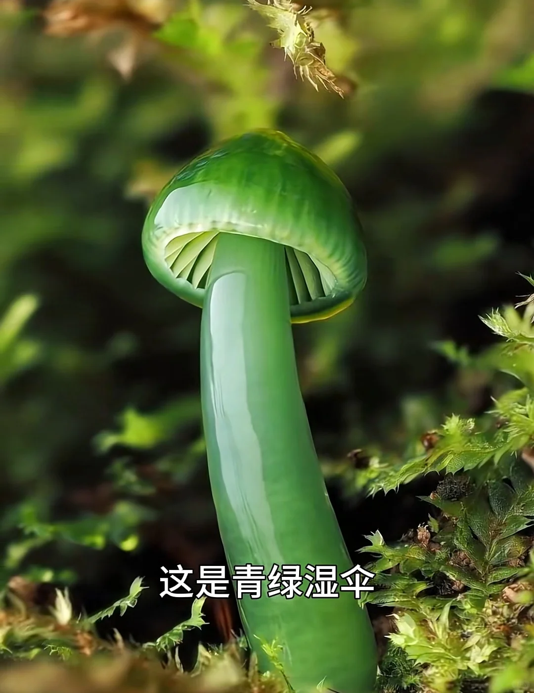 看看夺命妖艳的蘑菇你认识几个