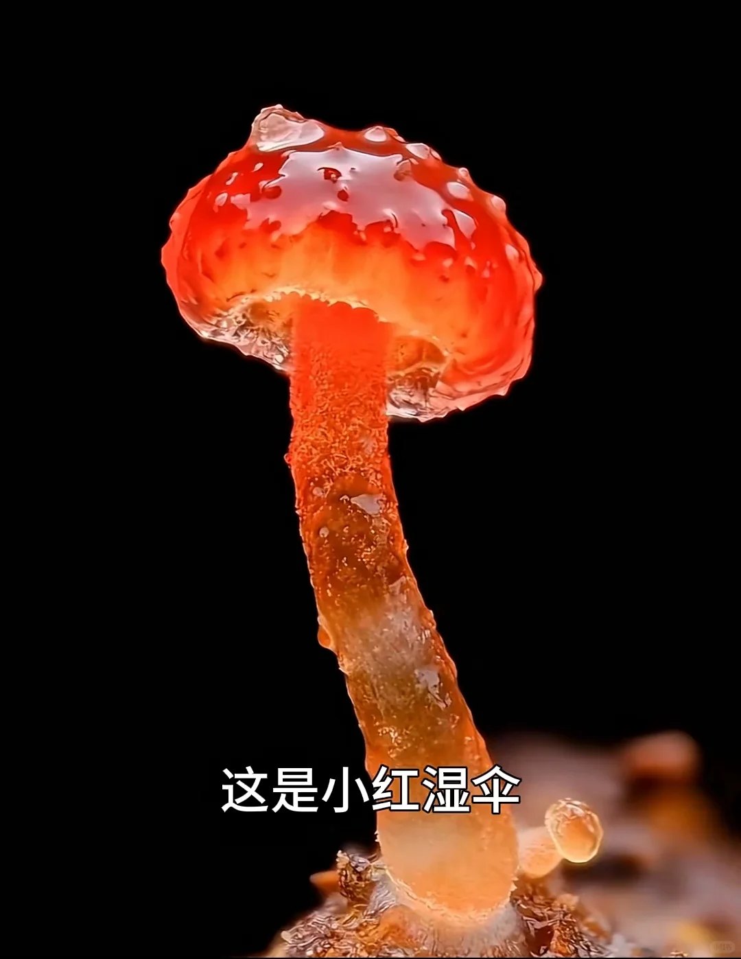 看看夺命妖艳的蘑菇你认识几个