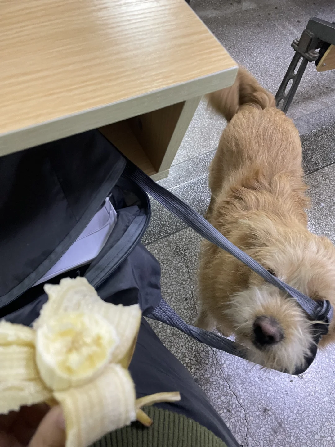 sāo 狗