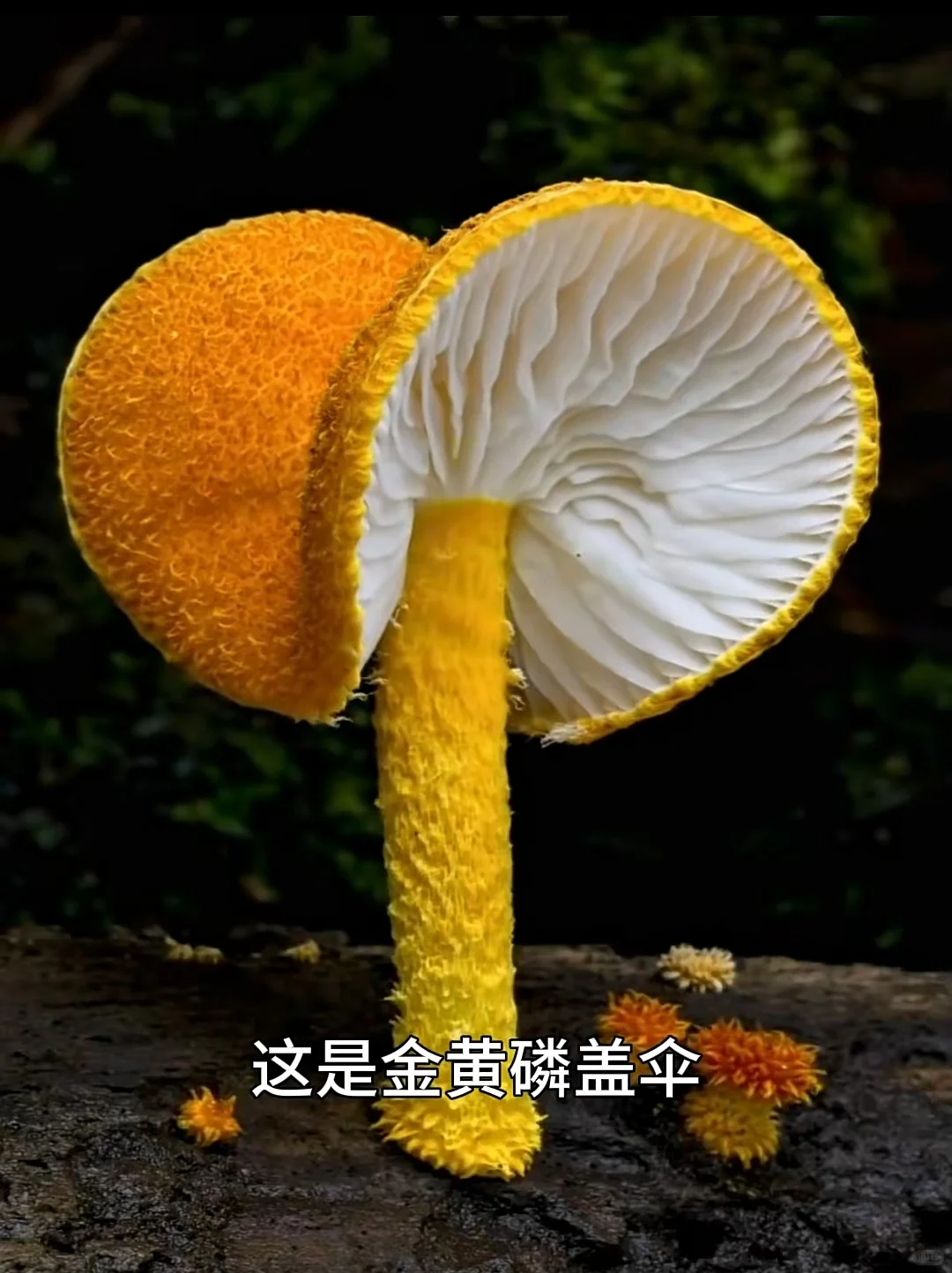 看看夺命妖艳的蘑菇你认识几个