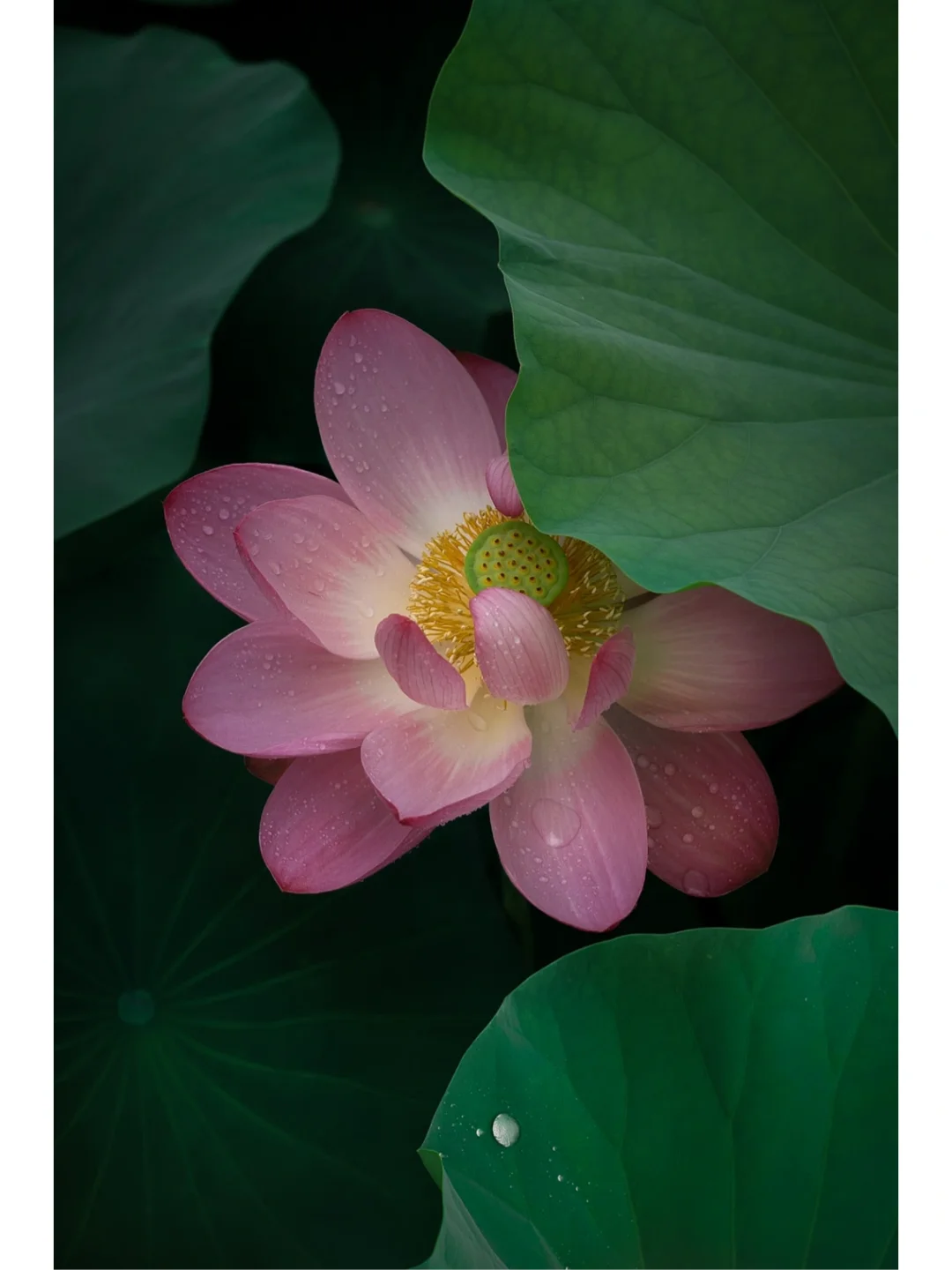 老法师说荷花是摄影三俗之一(o^^o)