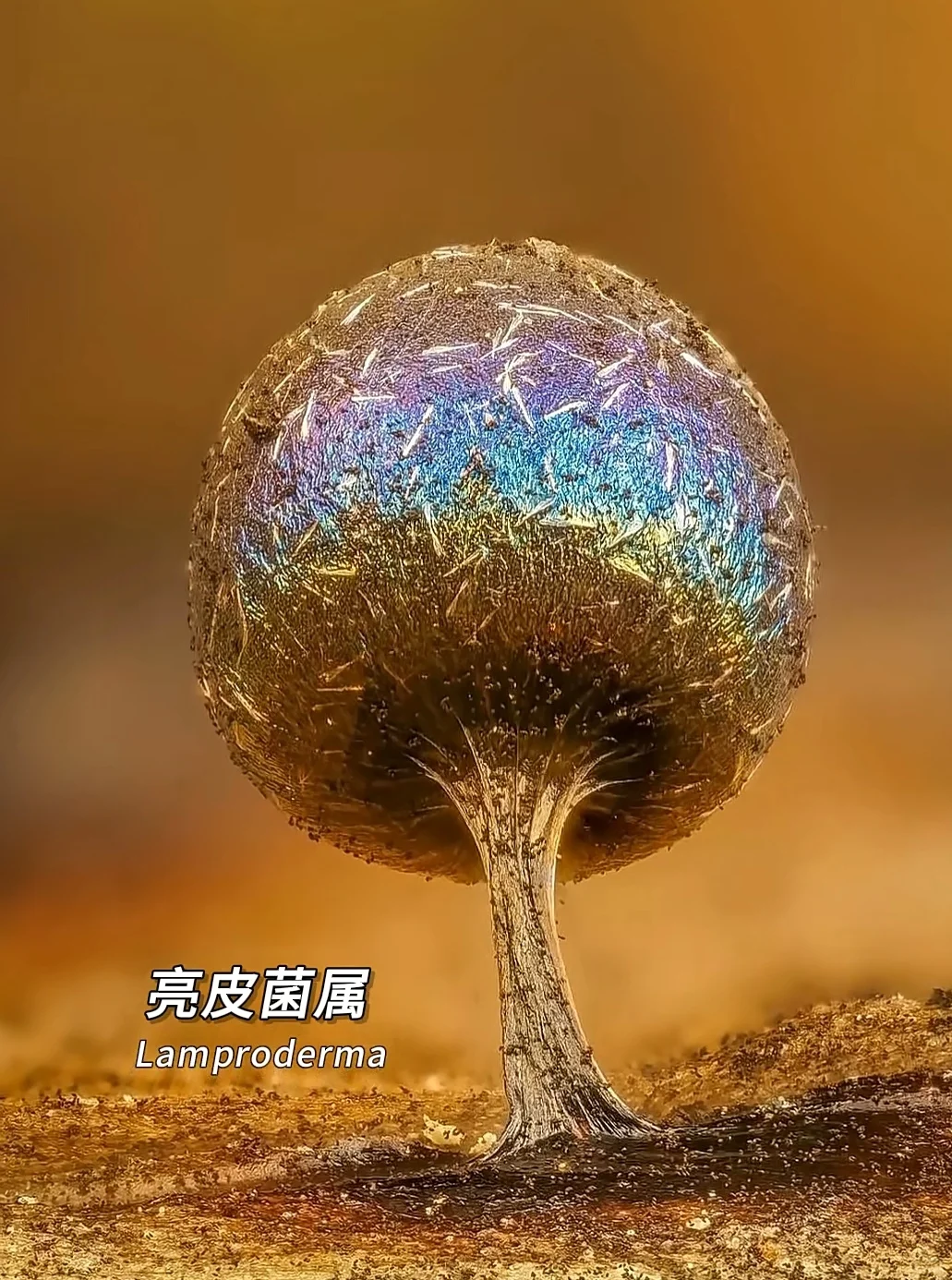 看看夺命妖艳的蘑菇你认识几个
