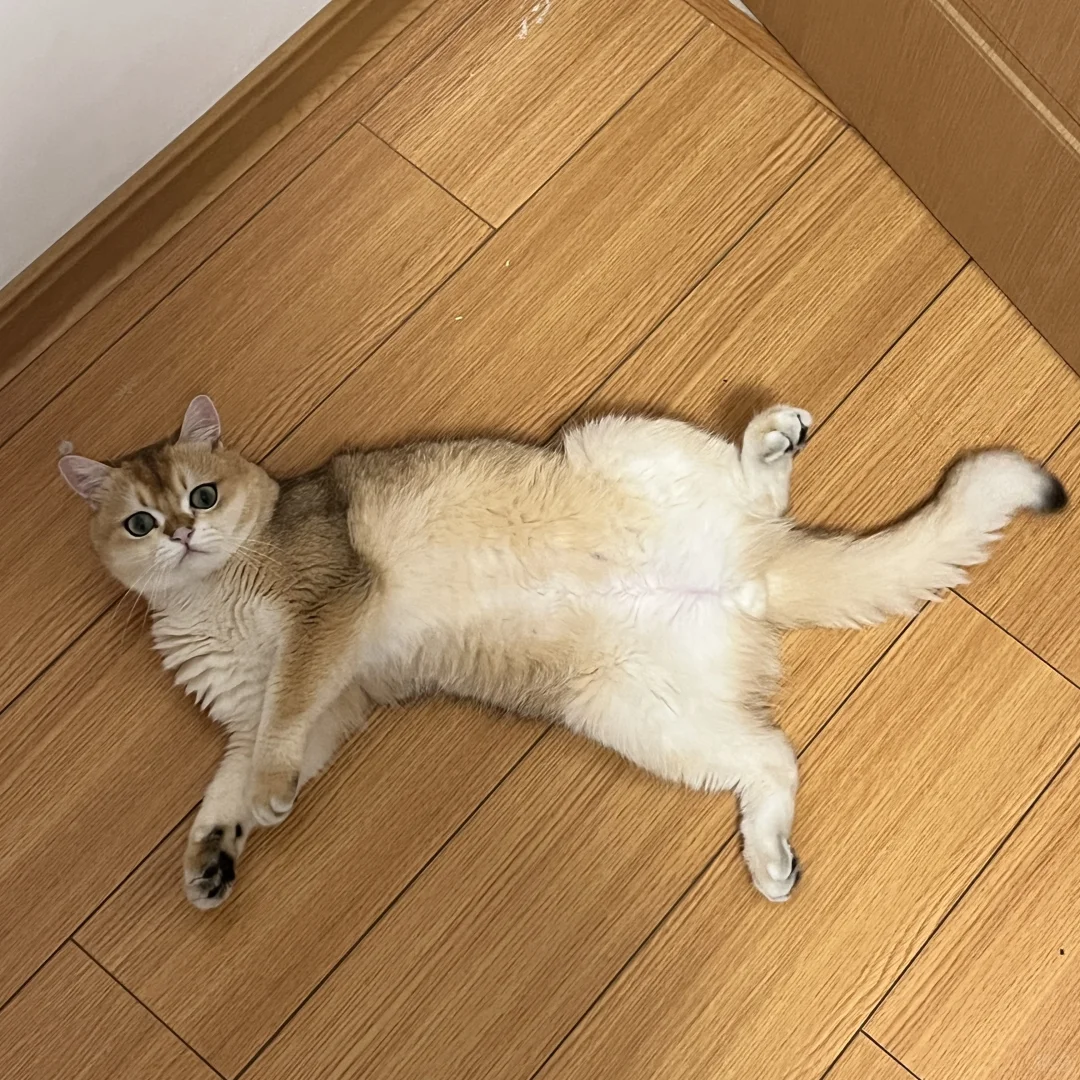大男孩的妖娆谄媚