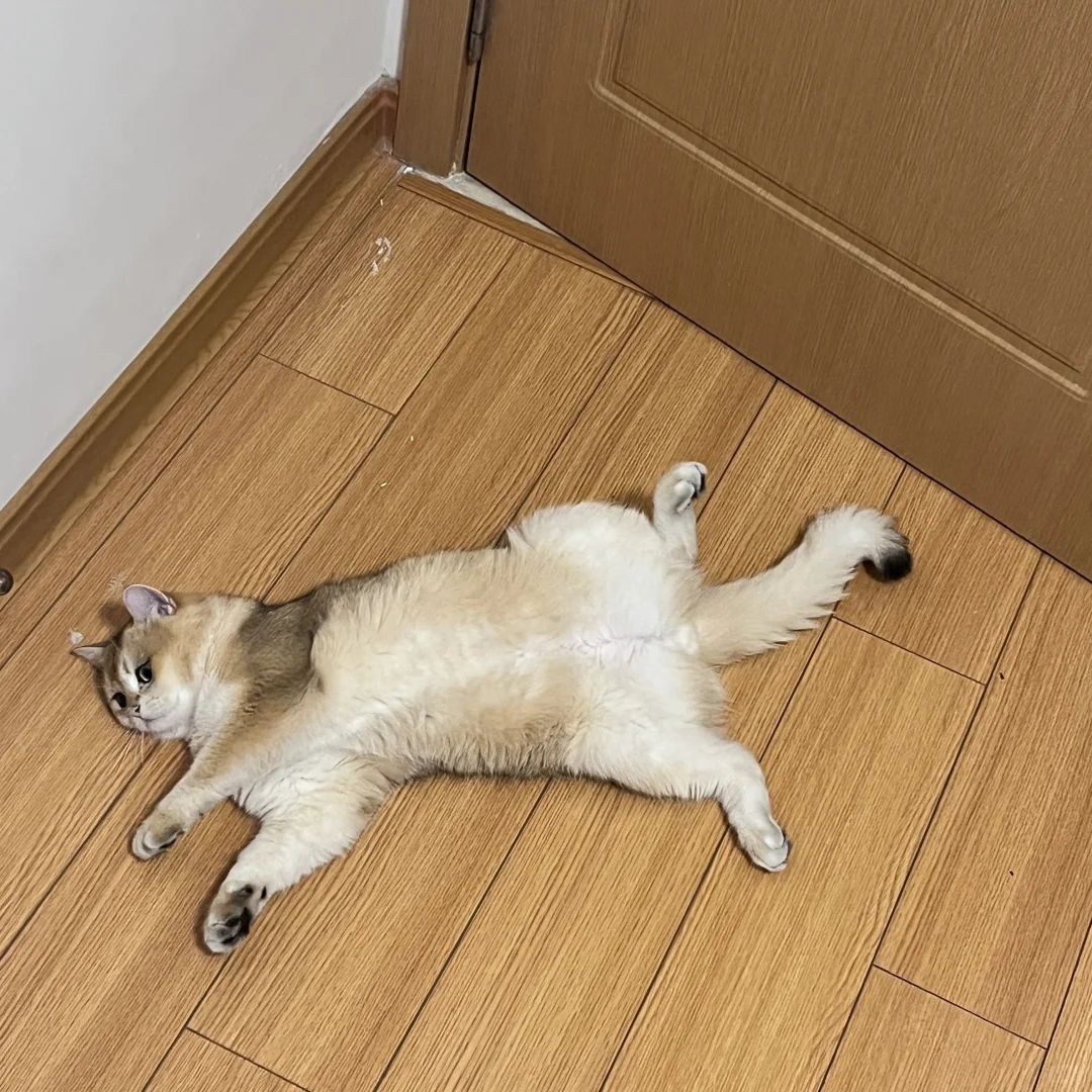 大男孩的妖娆谄媚