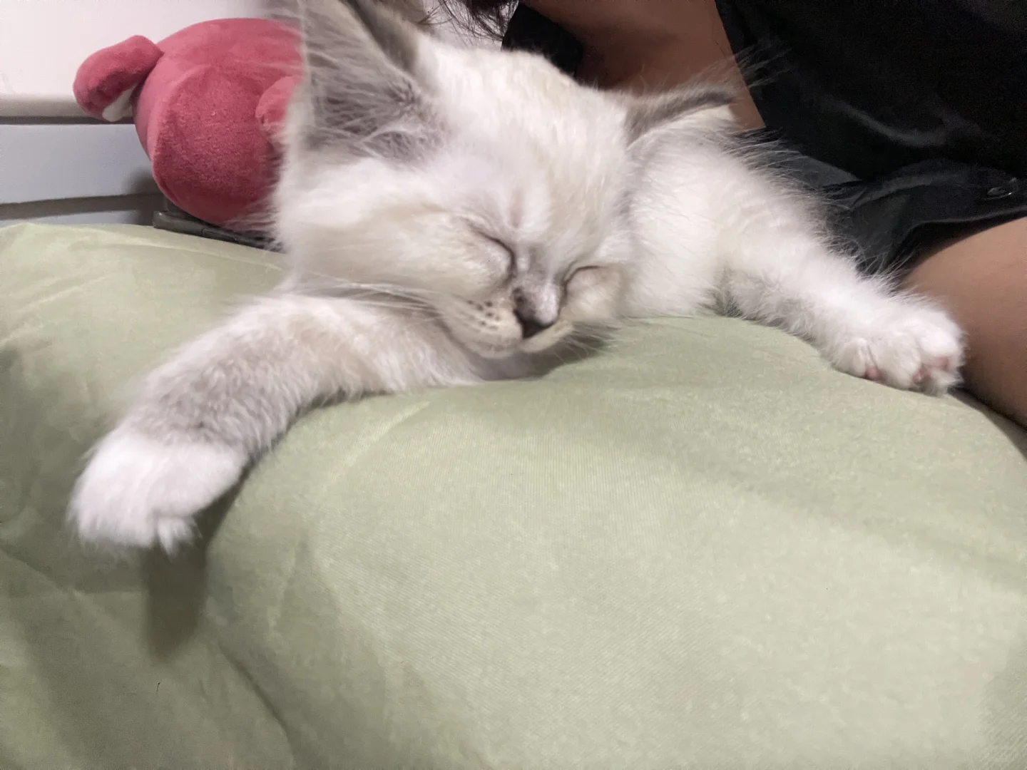 挑战全网睡觉最妖娆的猫