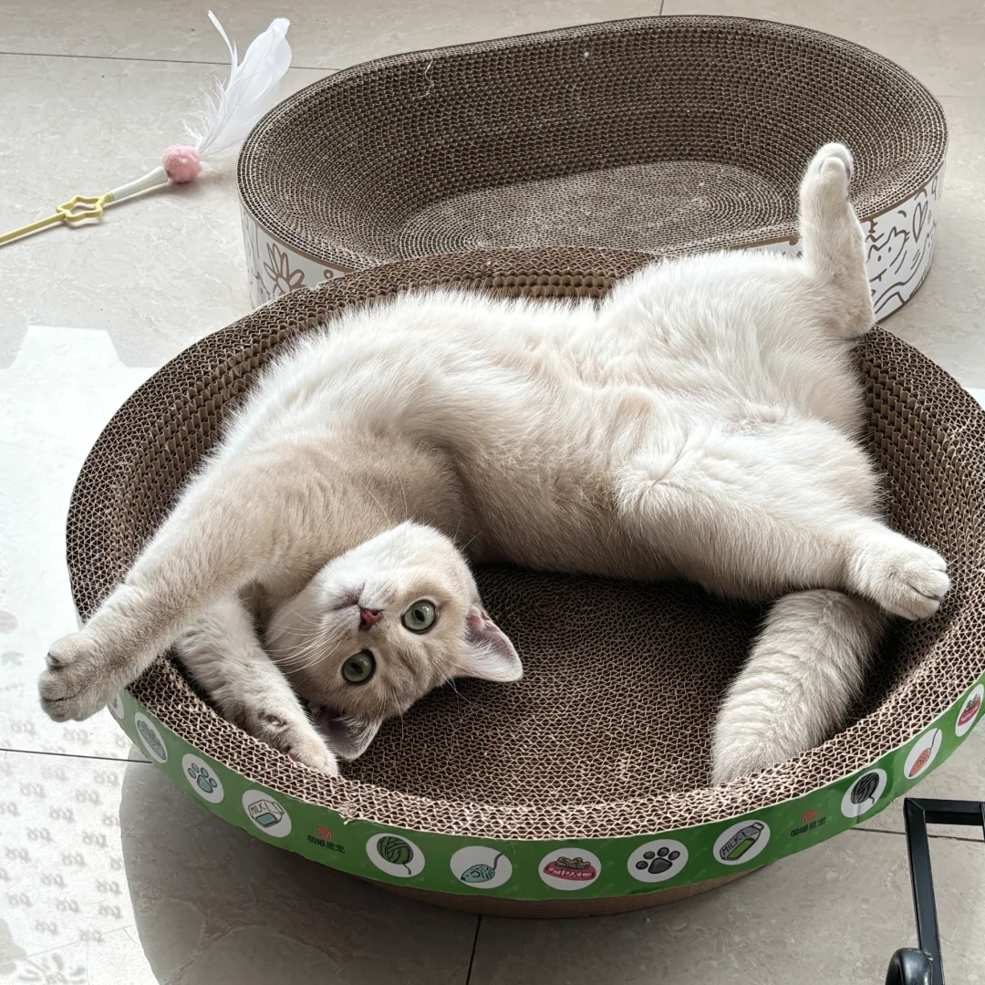 妖娆小猫在线营业