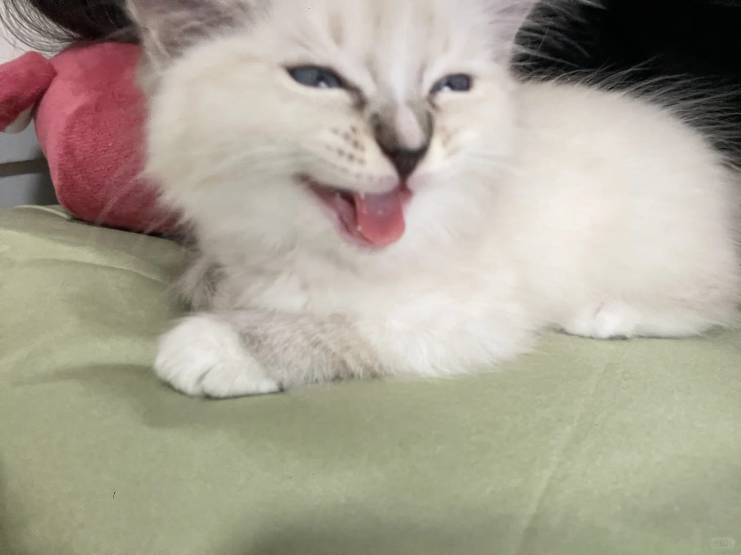 挑战全网睡觉最妖娆的猫