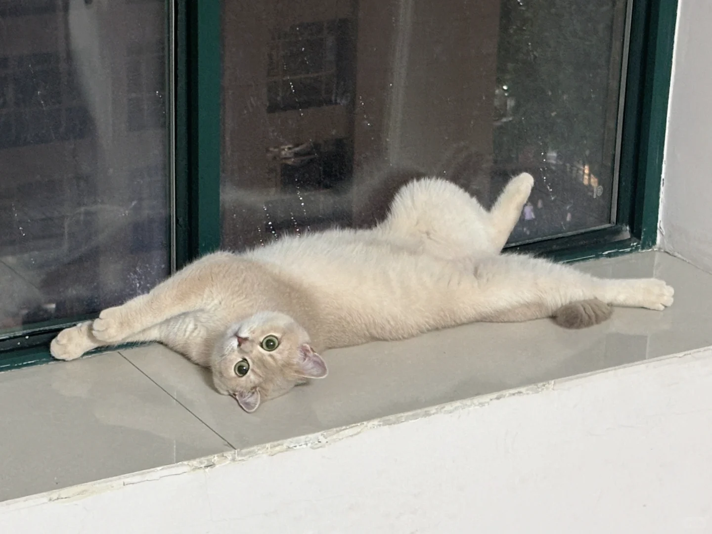 妖娆小猫在线营业