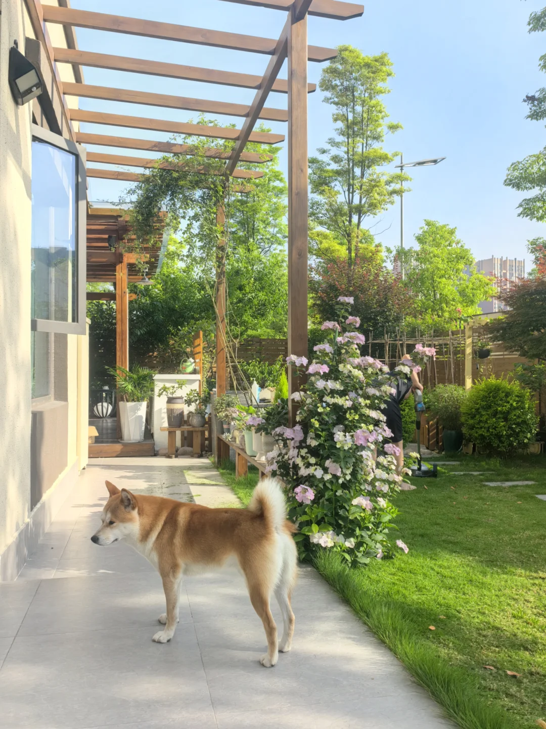 一楼带院入住第3年，被亲戚朋友羡慕无数遍