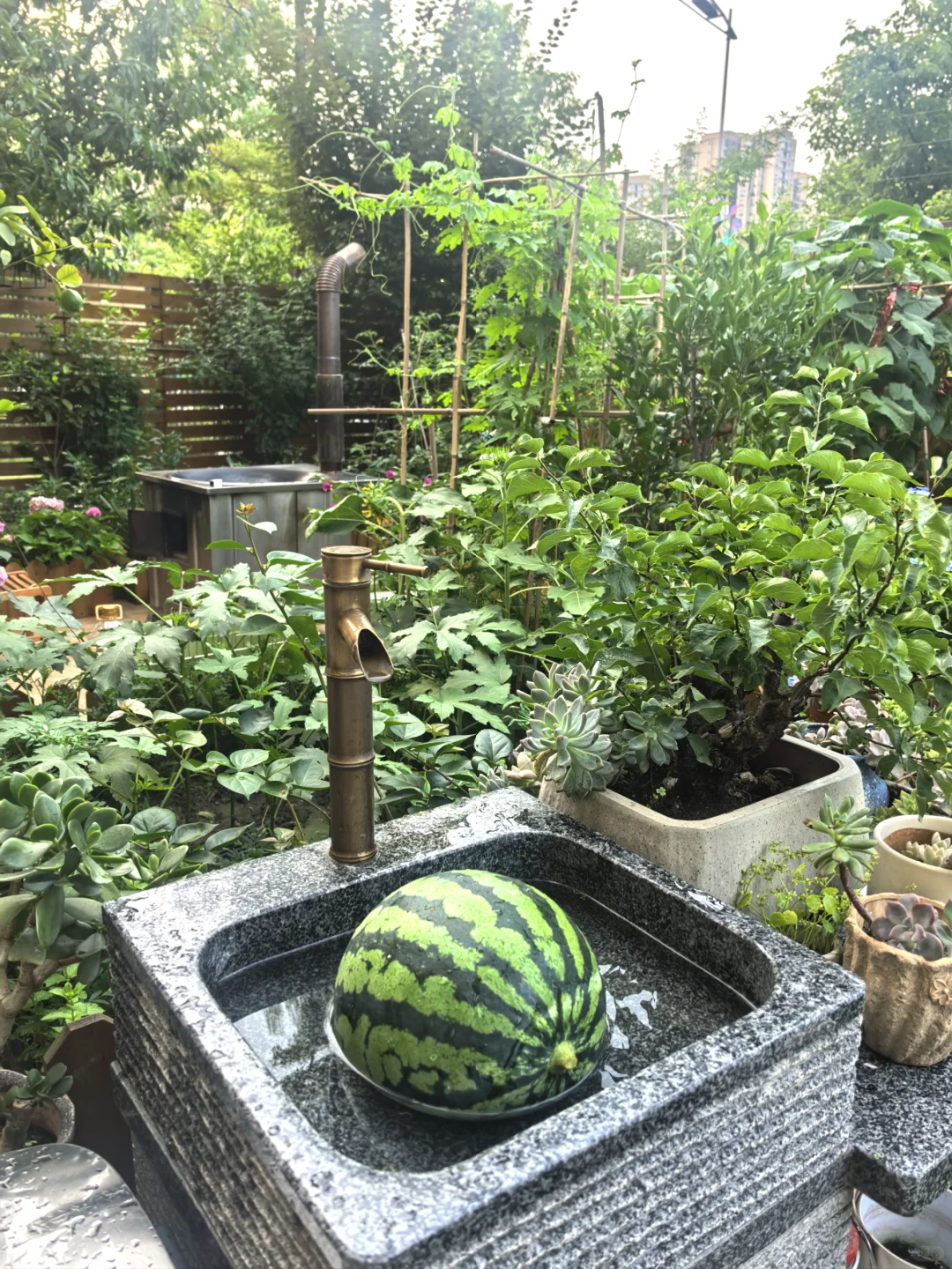 住惯了一楼院子房，真不想再回高层了！