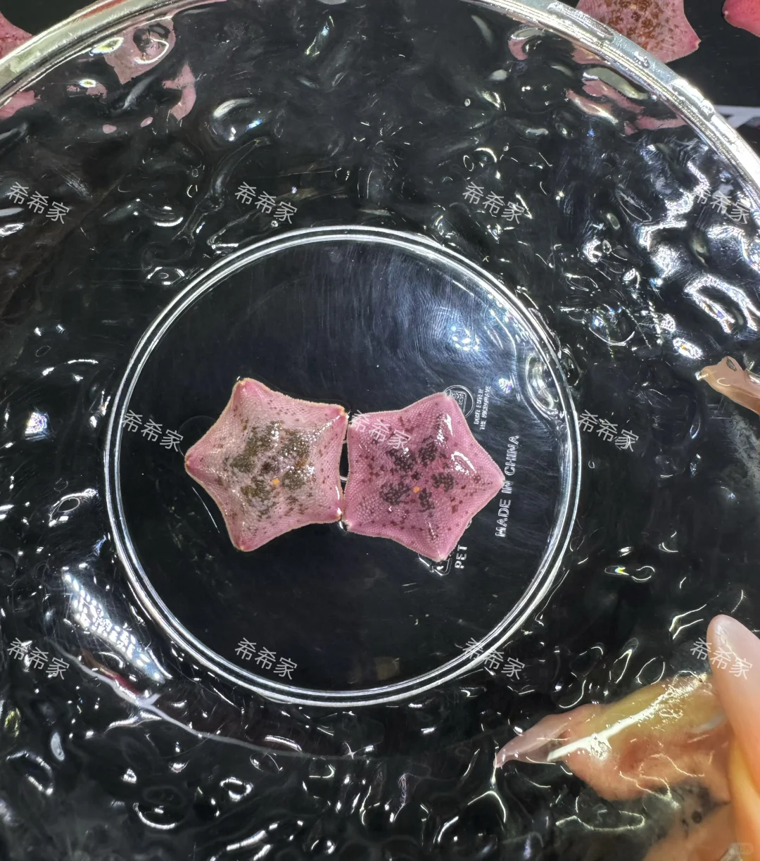 我发现一颗超级“妖艳”哒美星，宝宝们来看！