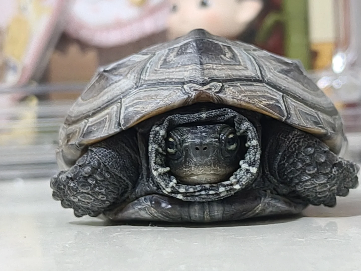 抛媚眼给人看