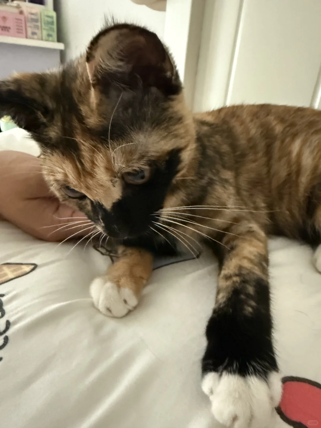 不求风骚惊天下，但求猥琐动世人