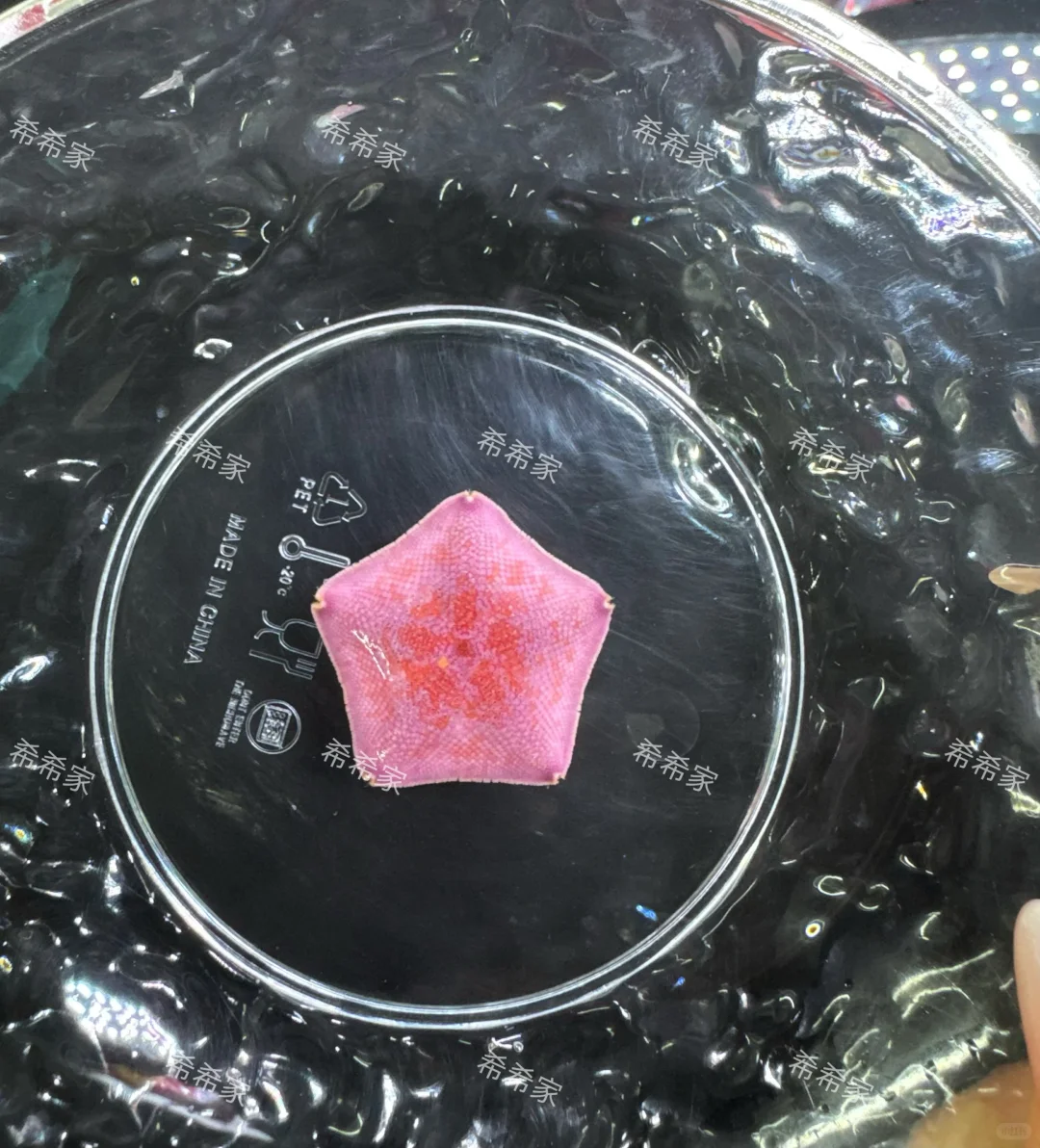 我发现一颗超级“妖艳”哒美星，宝宝们来看！
