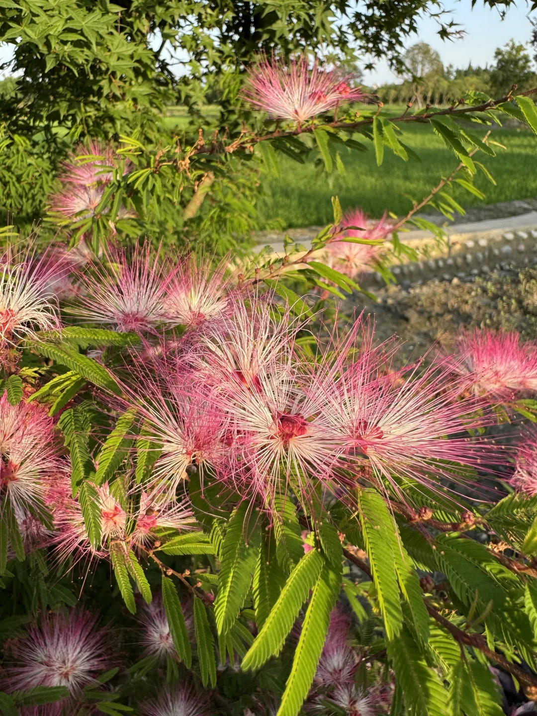 成都求租别墅 院子