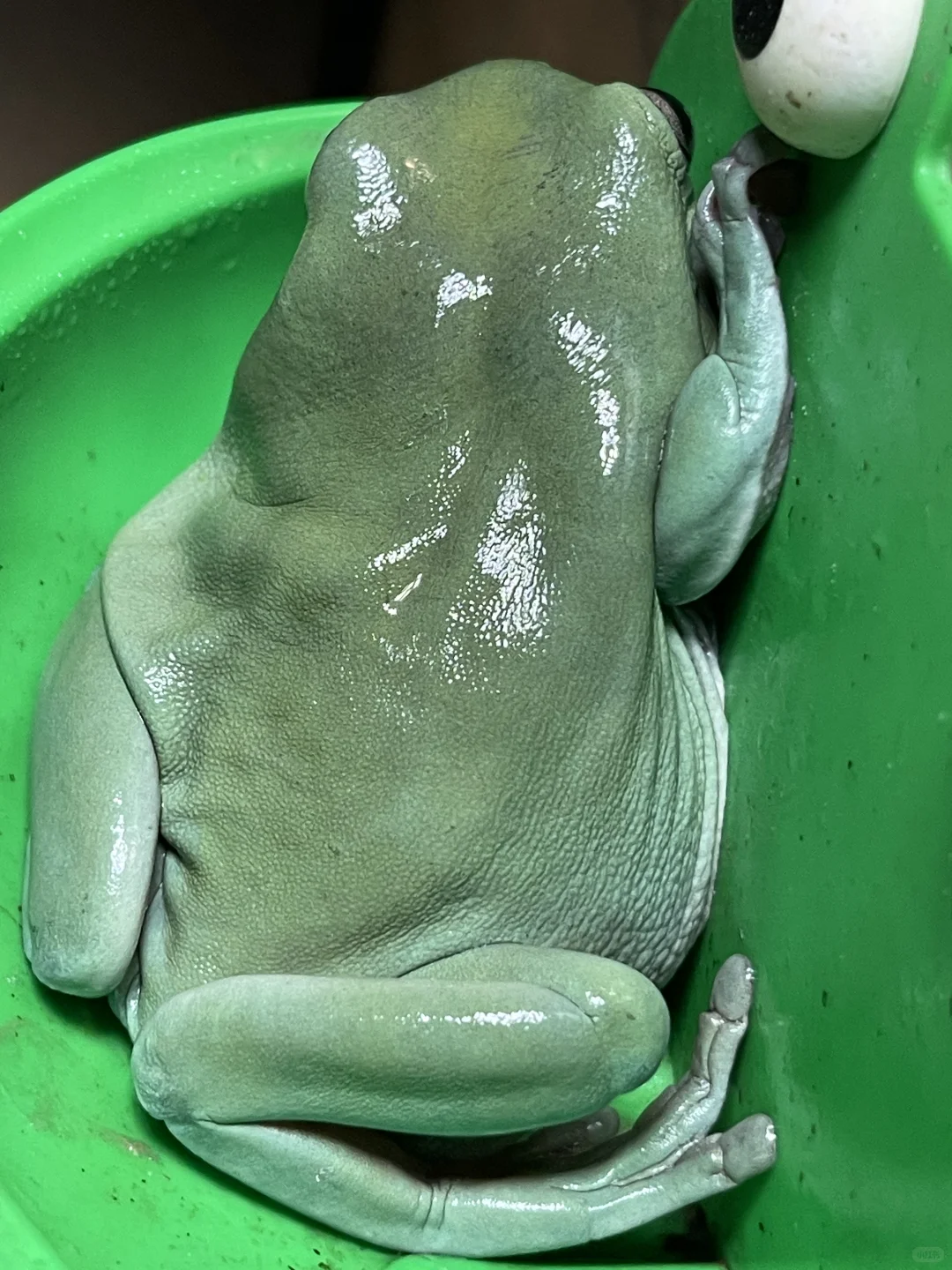 妖娆🐸！