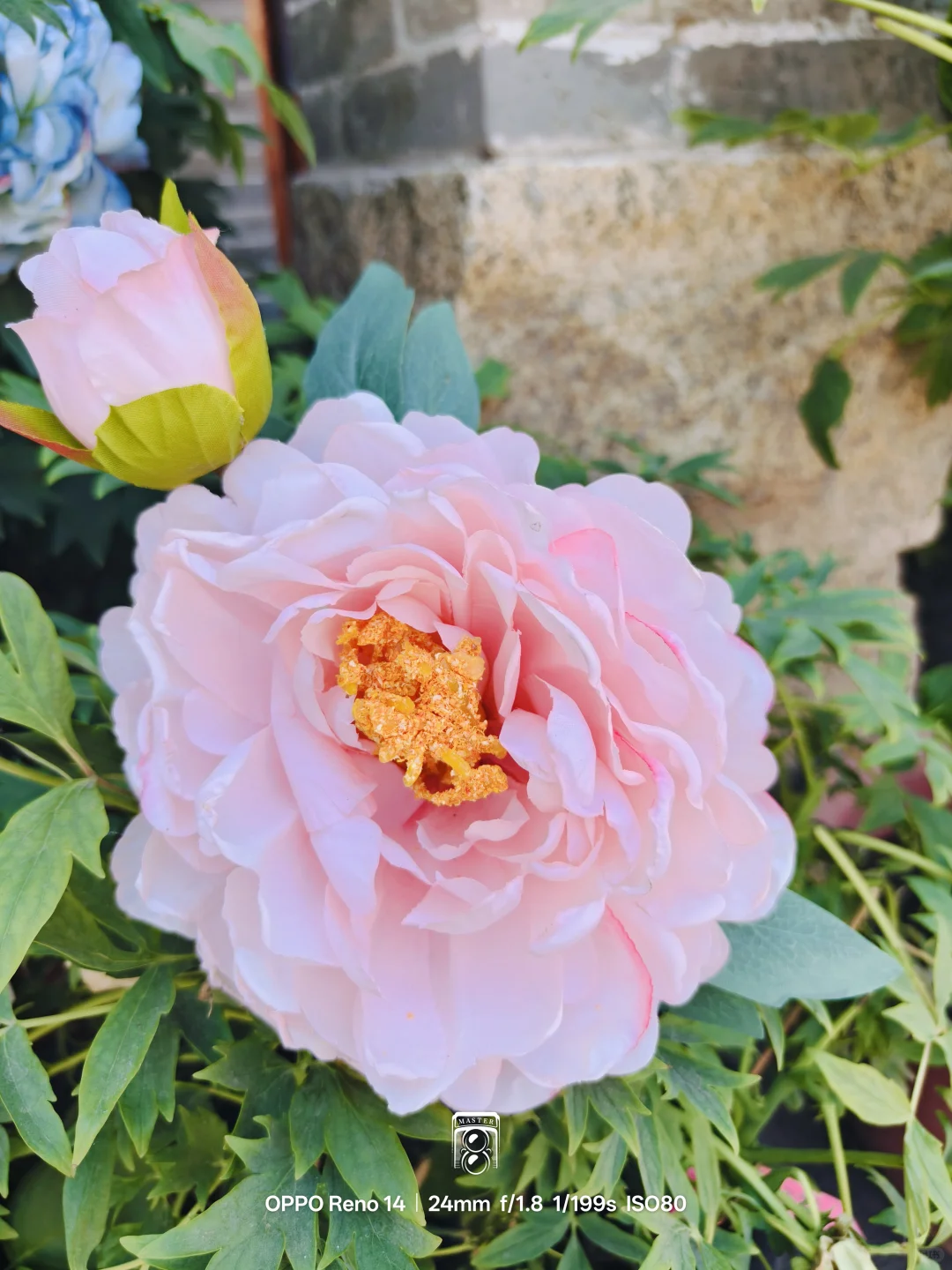 🌸洛阳牡丹盛放季，用镜头定格国色天香！