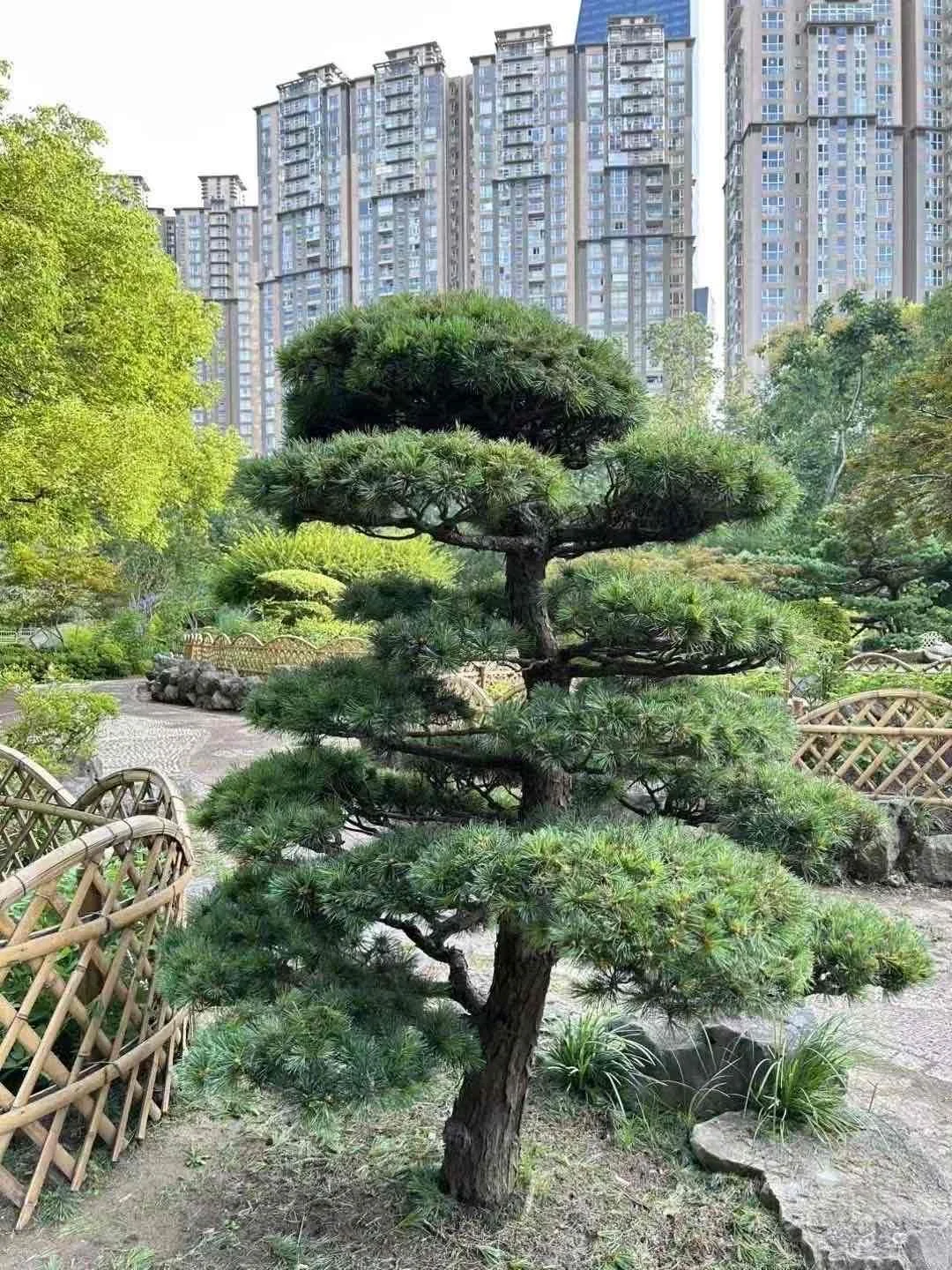 有点妖娆吧兄弟！