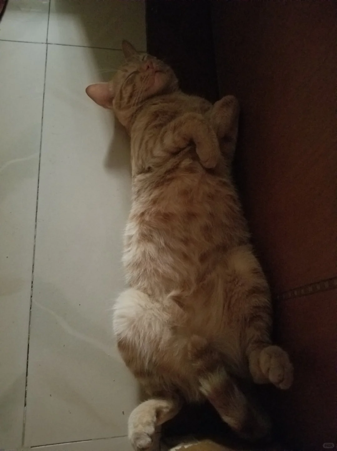 挑战睡觉最妖娆的猫猫🐱