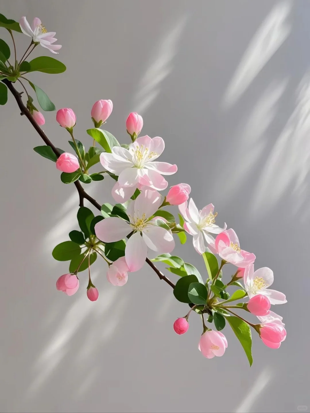 娇艳粉嫩的海棠花，在时光里静静绽放