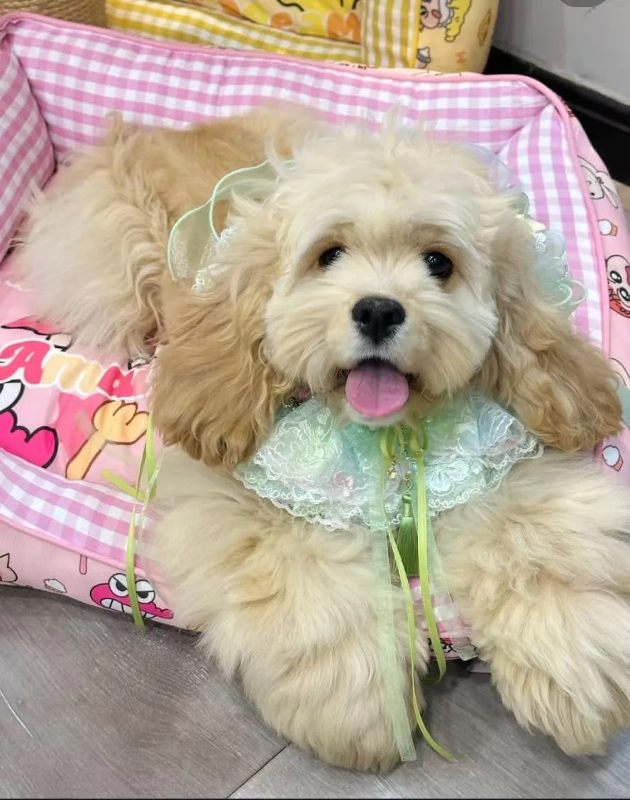 求购，如图大月份妹妹