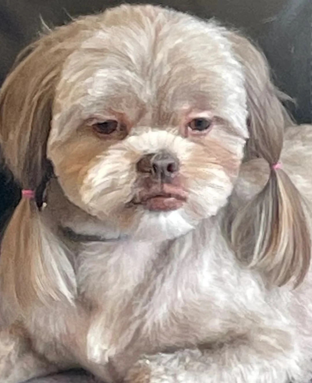 求购西施犬