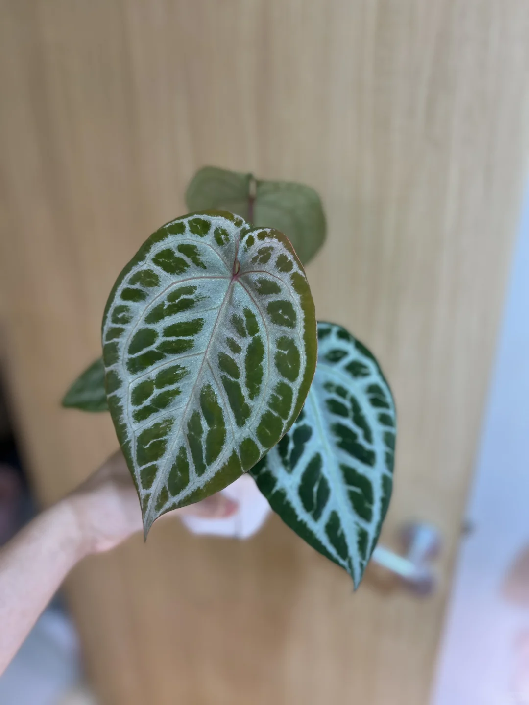 佛红杂粉柠檬红水晶花烛