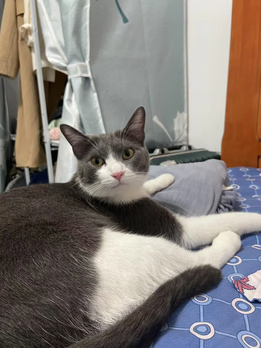 🐱🐱媚眼抛给傻子看了