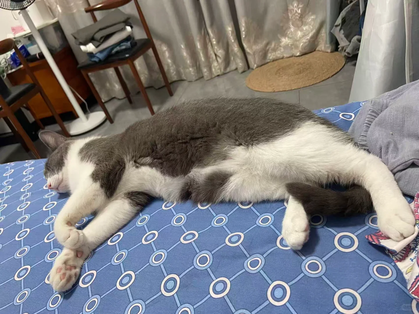 🐱🐱媚眼抛给傻子看了
