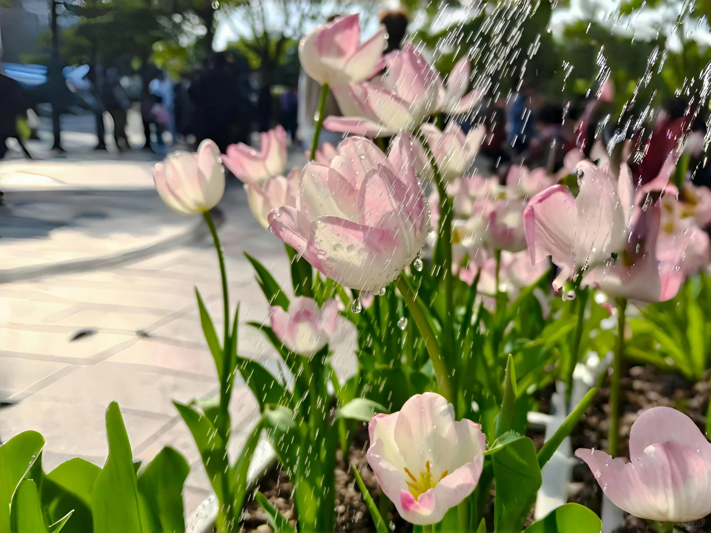 share｜春和景明💚ipad电脑壁纸分享