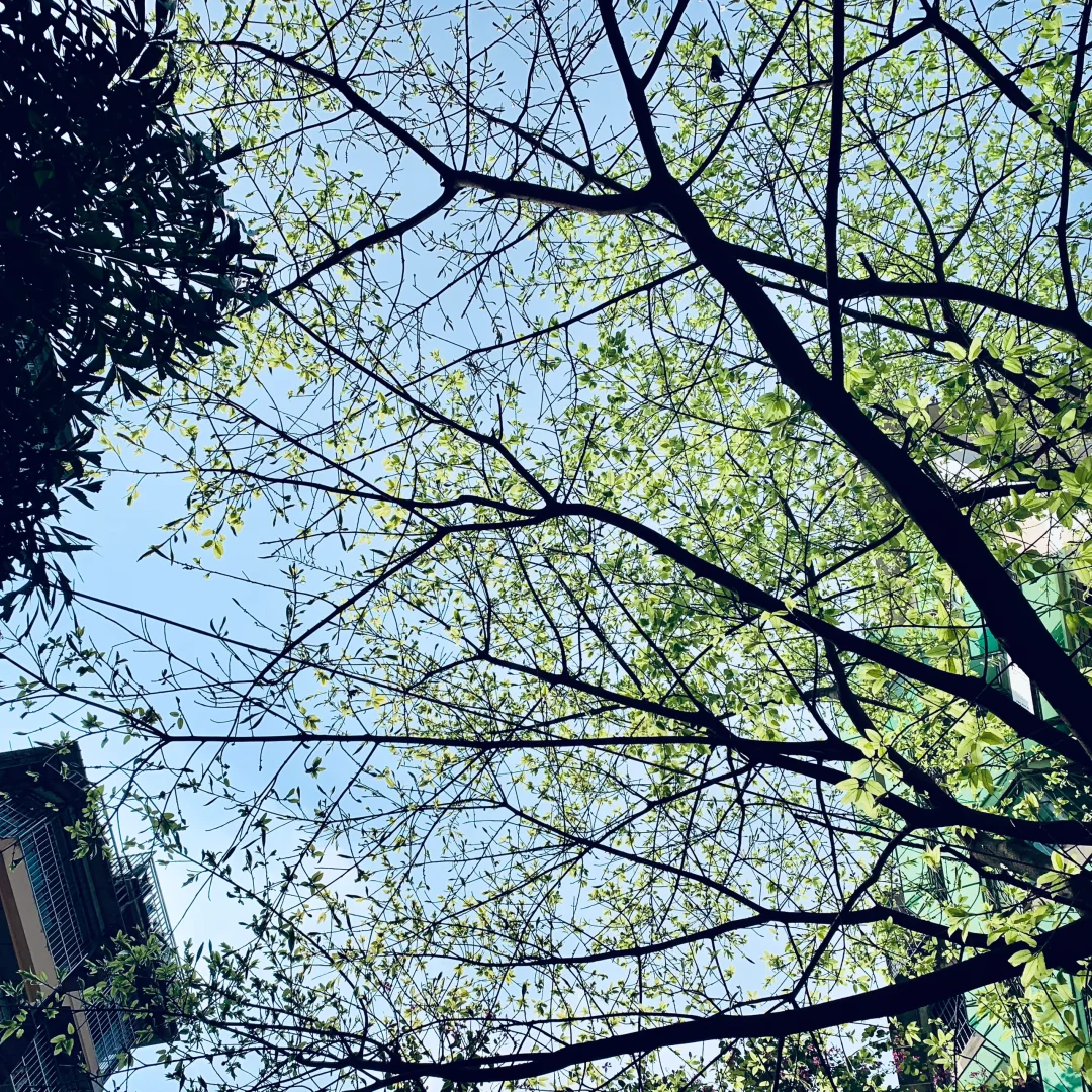 自住房子被拍卖啦