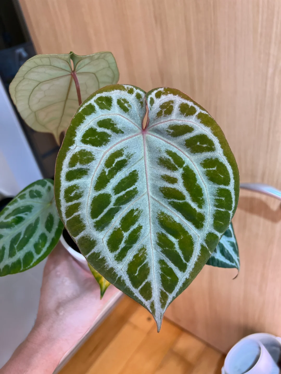 佛红杂粉柠檬红水晶花烛