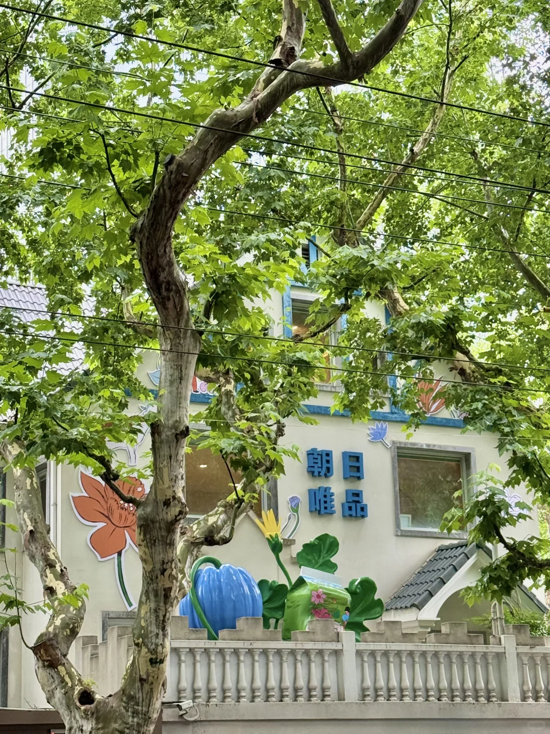 在安福路植物系洋房🌿被初夏的绿意包裹
