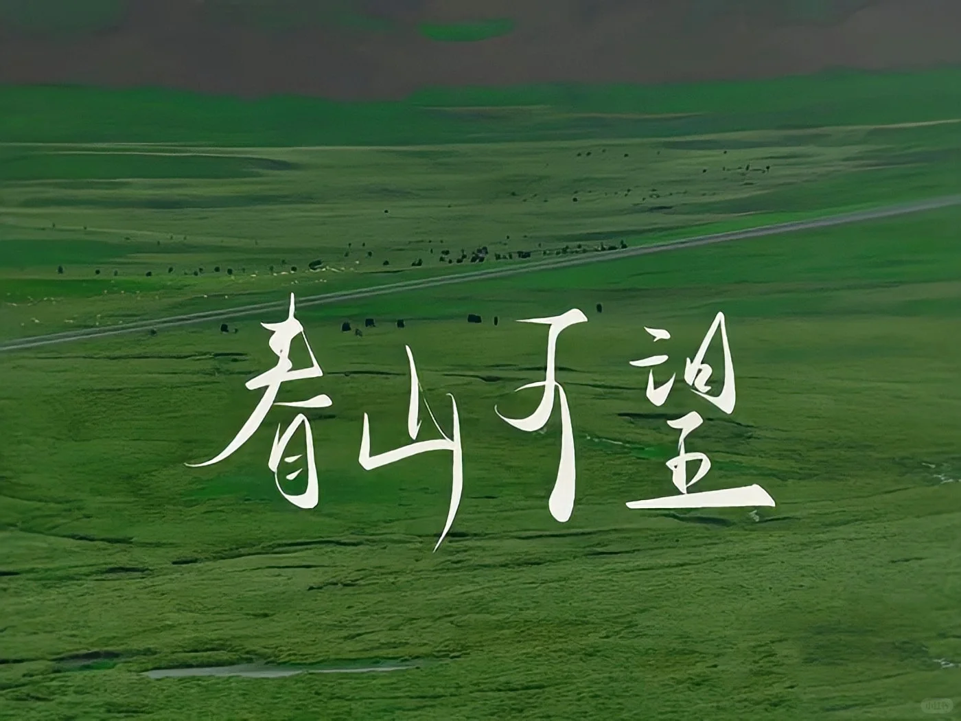 猫动画壁纸