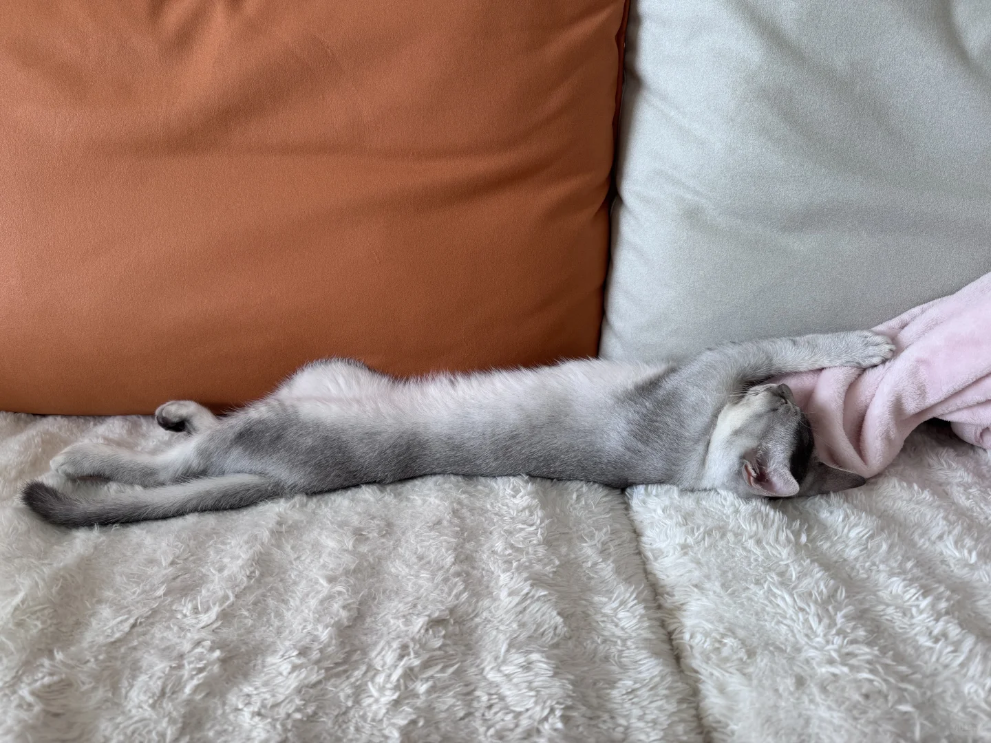 这妖娆的睡姿，有同款猫咪吗