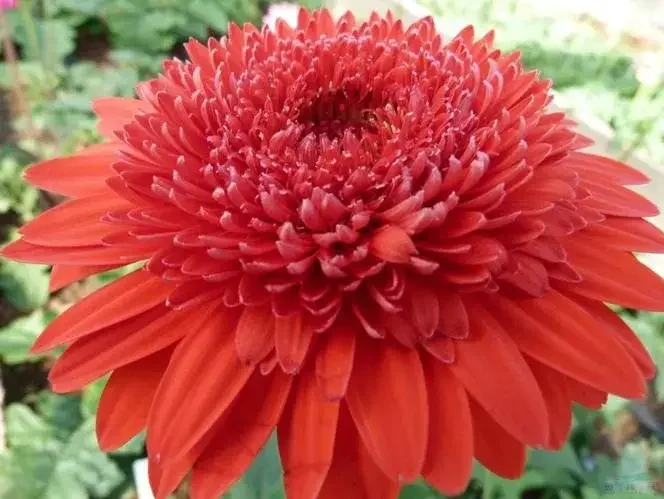 分享图片——娇艳欲滴重瓣、菊花；
